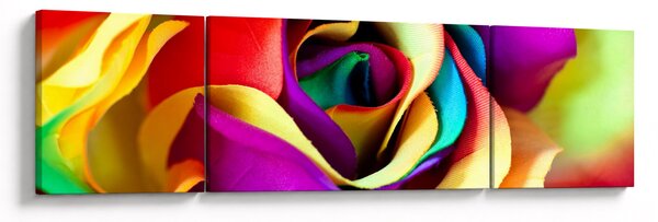 Obraz - Barevná růže (170x50 cm)