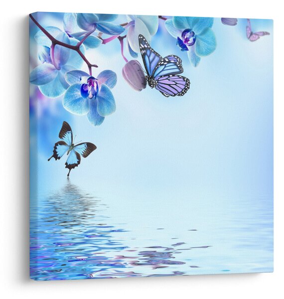 Obraz - Motýl na květech orchideje, modrý (30x30 cm)