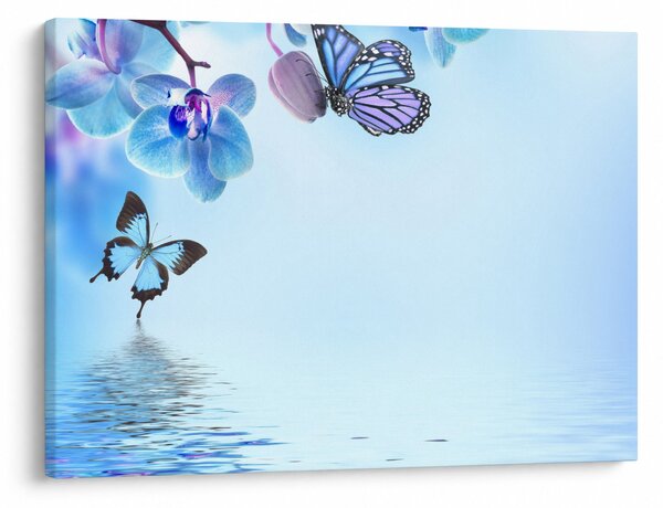 Obraz - Motýl na květech orchideje, modrý (70x50 cm)