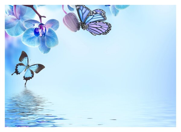 Obraz - Motýl na květech orchideje, modrý (70x50 cm)