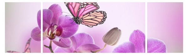 Obraz - Motýl na květech orchideje, lila (170x50 cm)