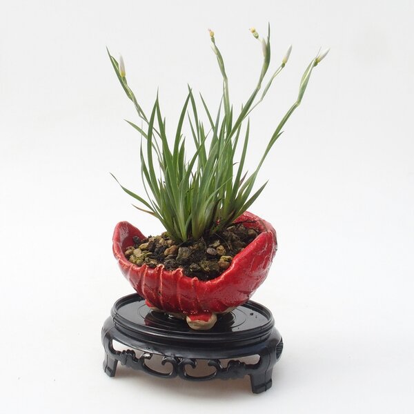 E-bonsai Bonsai stolek plastový kulatý 10 x 10 x 3,5 cm černá