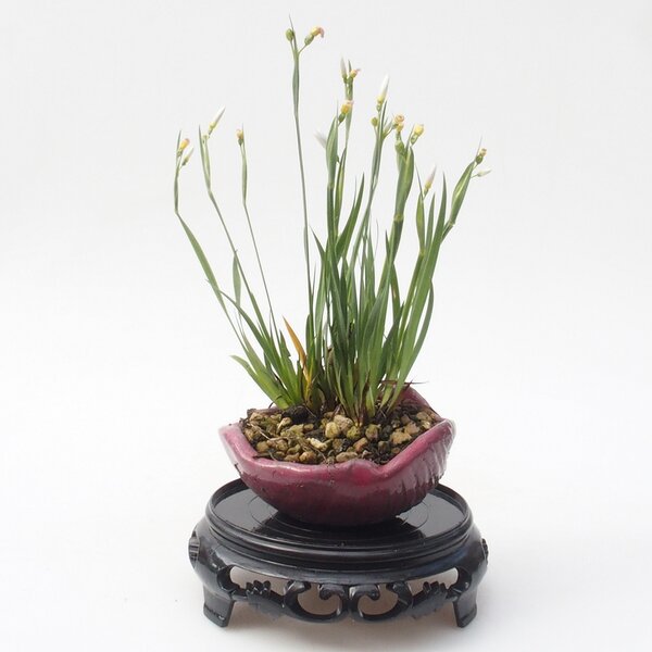 E-bonsai Bonsai stolek plastový kulatý 11 x 11 x 3,5 cm černá