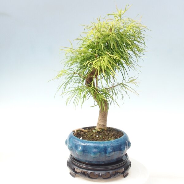 E-bonsai Bonsai stolek plastový kulatý 21 x 21 x 5 cm černá