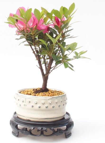 E-bonsai Bonsai stolek plastový kulatý 14,5 x 14,5 x 4 cm černá