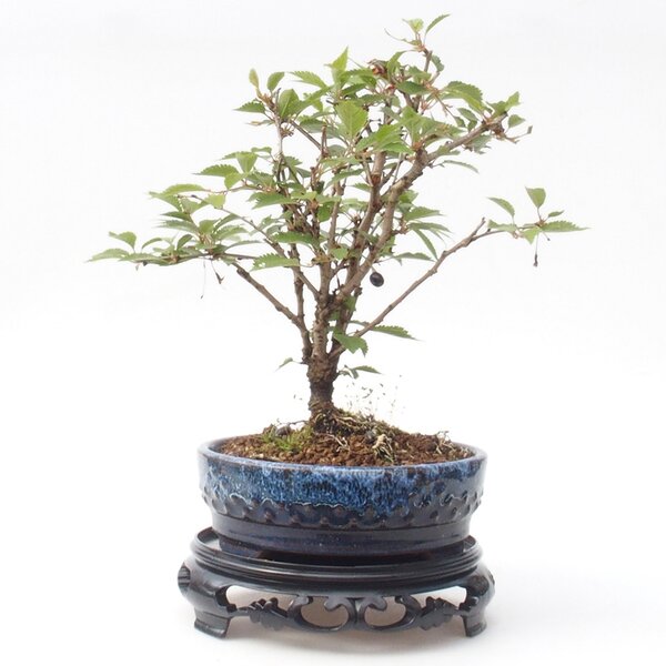 E-bonsai Bonsai stolek plastový kulatý 17,5 x 17,5 x 4 cm černá