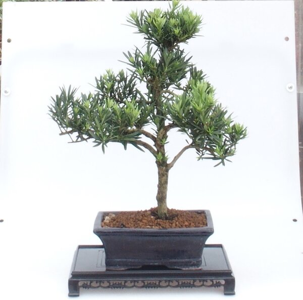 E-bonsai Bonsai stolek plastový obdélník 27 x 17,5 x 4 cm černá