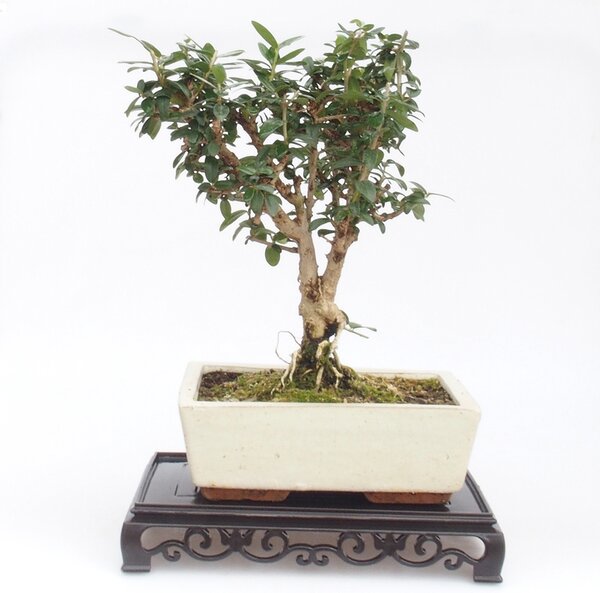 E-bonsai Bonsai stolek plastový obdélník 22 x 14 x 4 cm černá