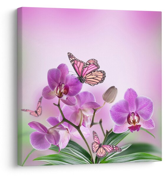 Obraz - Motýl na květech orchideje, lila (30x30 cm)
