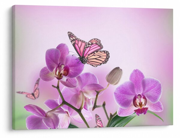 Obraz - Motýl na květech orchideje, lila (70x50 cm)