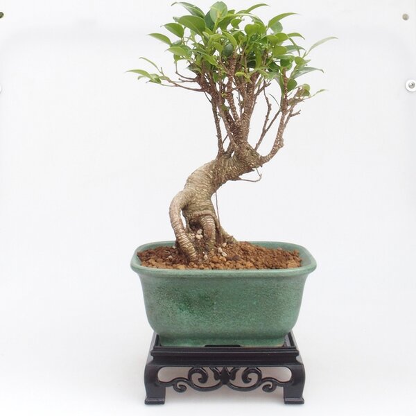 E-bonsai Bonsai stolek plastový čtverec 14,5 x 14,5 x 5 cm černá