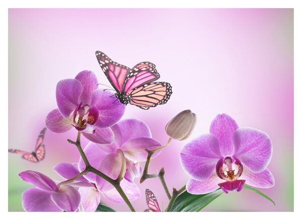 Obraz - Motýl na květech orchideje, lila (70x50 cm)