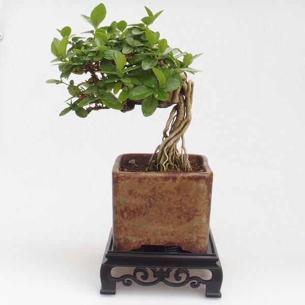 E-bonsai Bonsai stolek plastový čtverec 12,5 x 12,5 x 4 cm černá