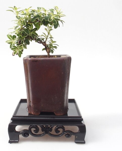 E-bonsai Bonsai stolek plastový čtverc 11 x 11 x 3,5 cm černá