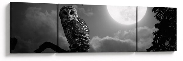 Obraz - Noční sova, černobílá (170x50 cm)