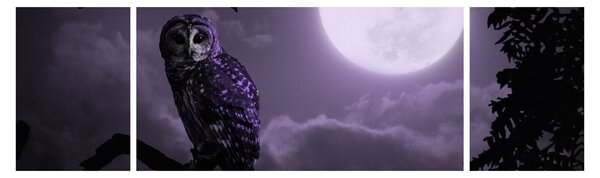 Obraz - Noční sova, fialová (170x50 cm)