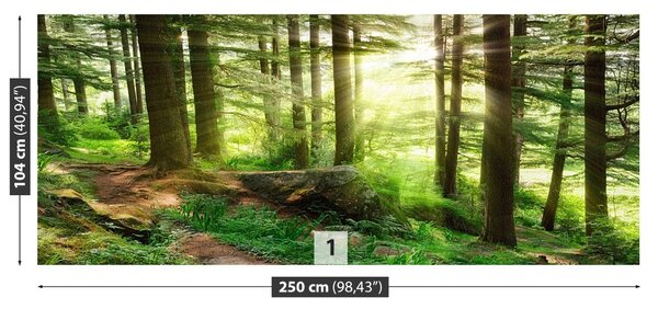 Fototapeta Mlha les 104x70