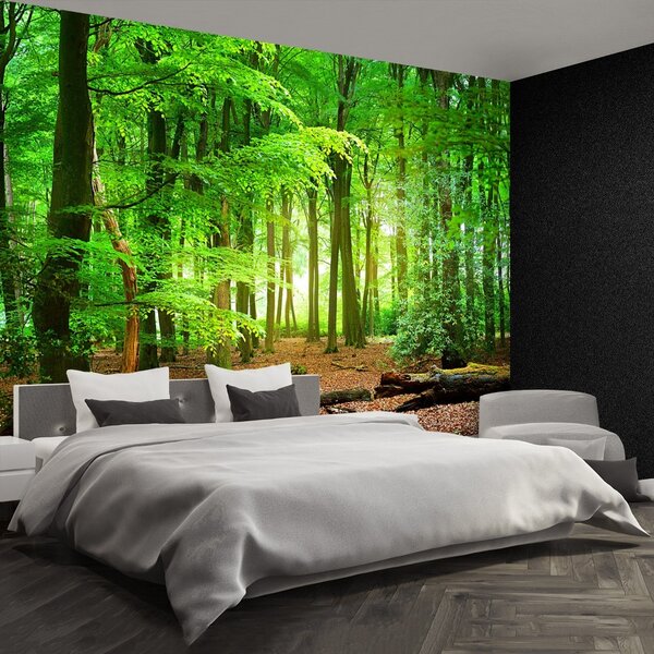Fototapeta Jarní les 104x70