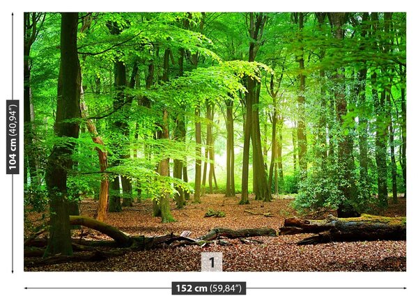 Fototapeta Jarní les 104x70