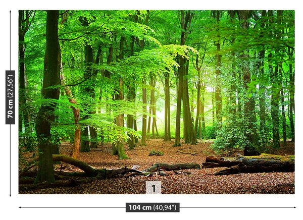 Fototapeta Jarní les 104x70