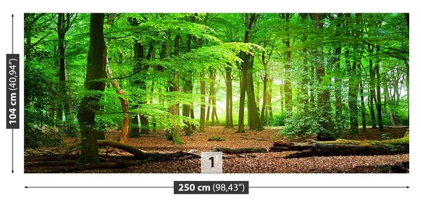 Fototapeta Jarní les 104x70