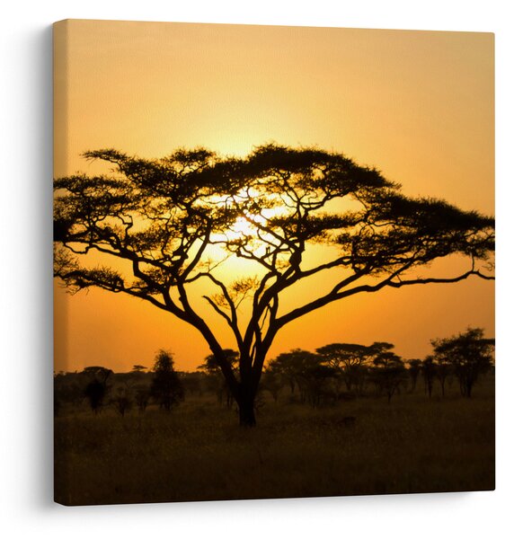 Obraz - Africká savana (30x30 cm)