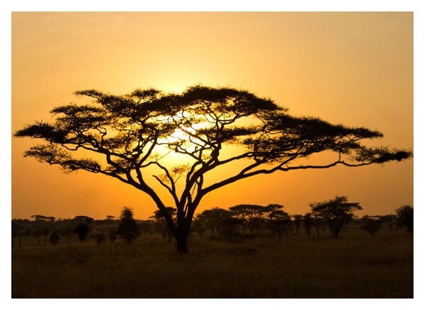Obraz - Africká savana (70x50 cm)