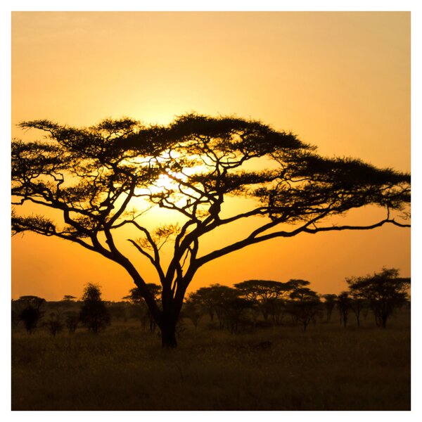 Obraz - Africká savana (30x30 cm)