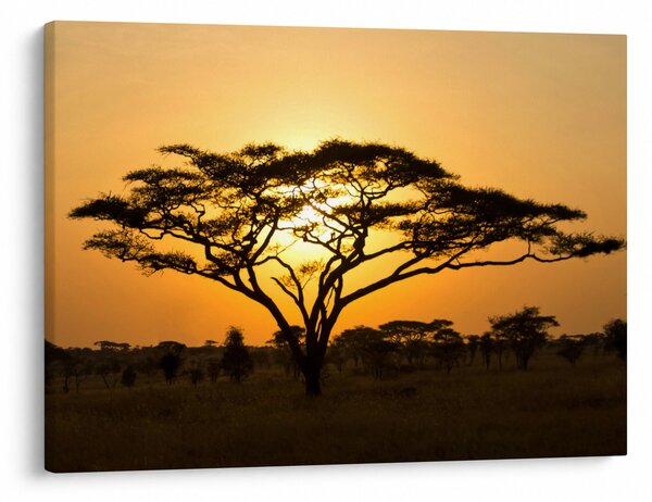 Obraz - Africká savana (70x50 cm)