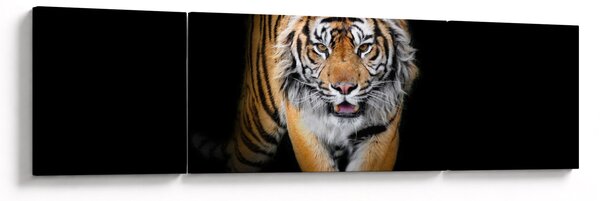Obraz - Tygr (170x50 cm)