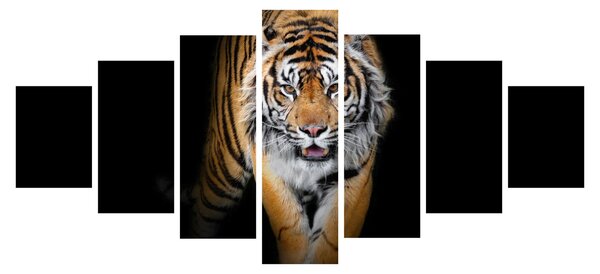 Obraz - Tygr (210x100 cm)