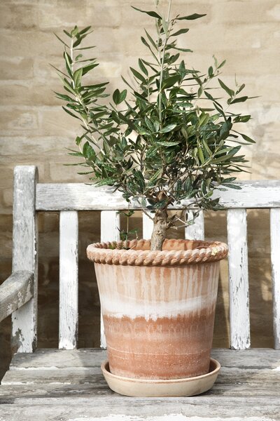 Bergs Potter Terakotový květináč Emilia Rosa - 16 cm BP102