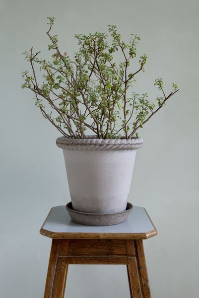 Bergs Potter Terakotový květináč Emilia Grey - 16 cm BP101