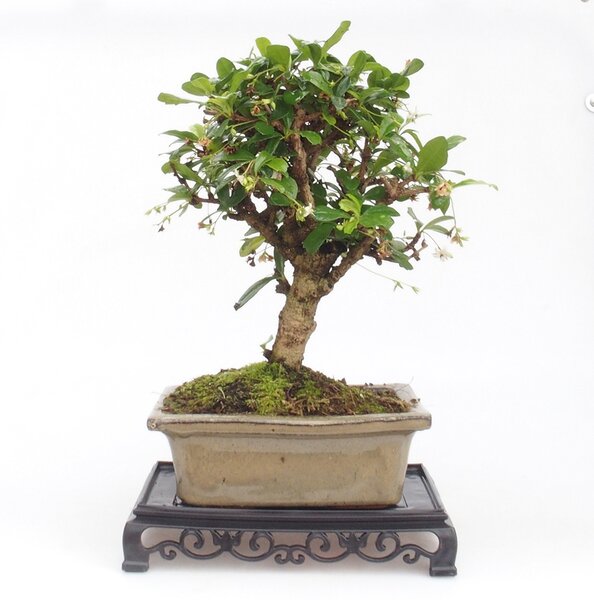 E-bonsai Bonsai stolek plastový obdélník 18 x 12 x 3,5 cm černá