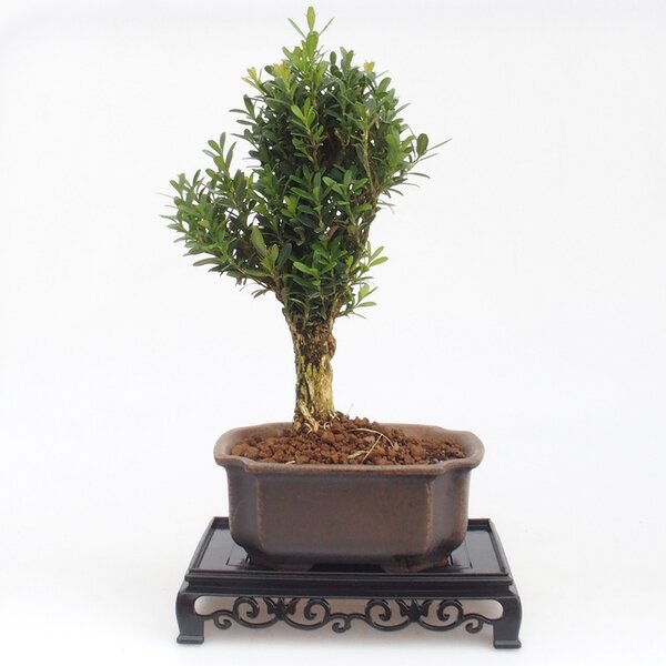 E-bonsai Bonsai stolek plastový obdélník 15,5 x 10 x 3 cm černá