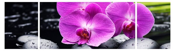 Obraz - Orchideje (170x50 cm)