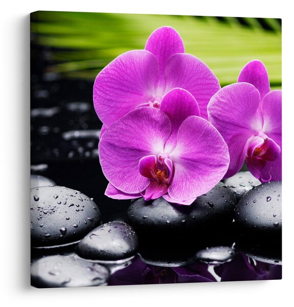 Obraz - Orchideje (30x30 cm)