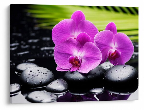 Obraz - Orchideje (70x50 cm)