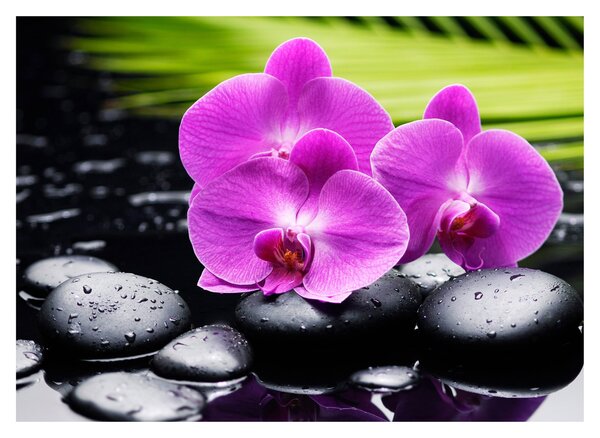 Obraz - Orchideje (70x50 cm)