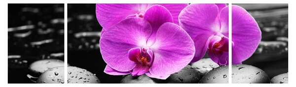Obraz - Fialové orchideje (170x50 cm)