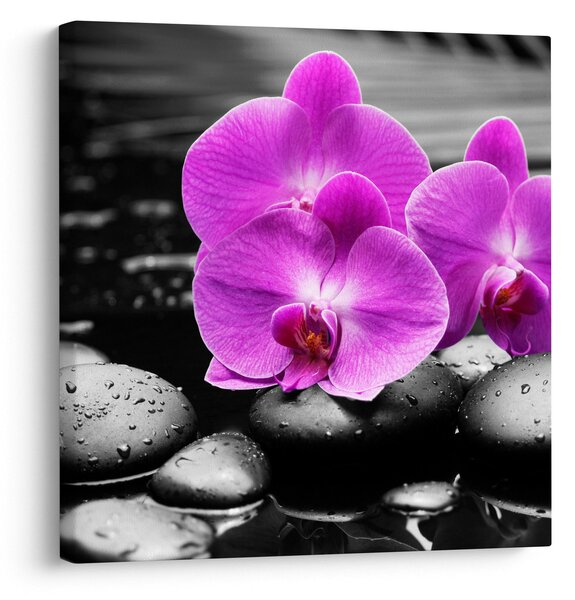 Obraz - Fialové orchideje (30x30 cm)