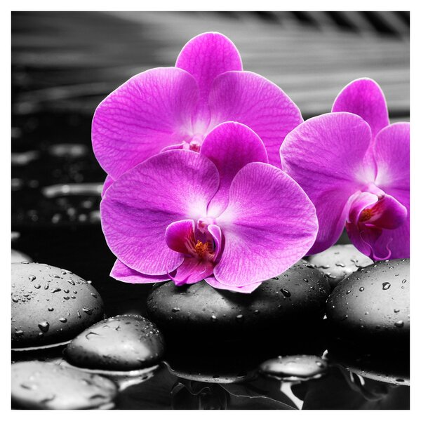 Obraz - Fialové orchideje (30x30 cm)