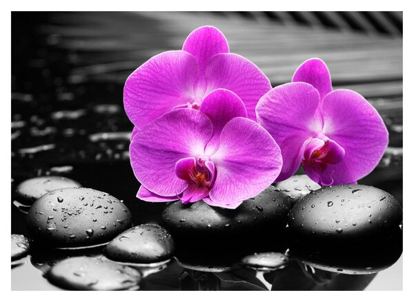 Obraz - Fialové orchideje (70x50 cm)