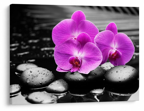 Obraz - Fialové orchideje (70x50 cm)