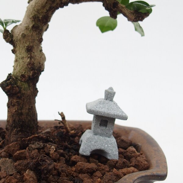 E-bonsai Kamenná lucernička