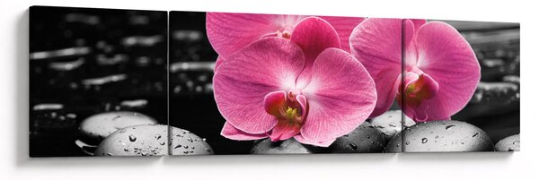 Obraz - Růžové orchideje (170x50 cm)