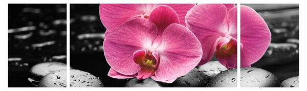 Obraz - Růžové orchideje (170x50 cm)