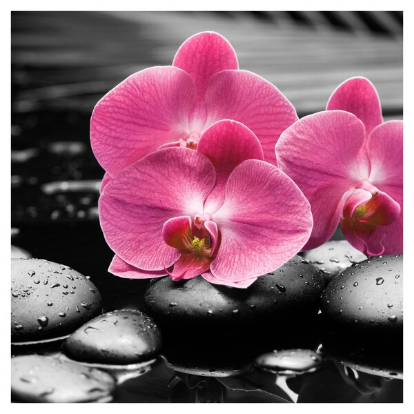 Obraz - Růžové orchideje (30x30 cm)