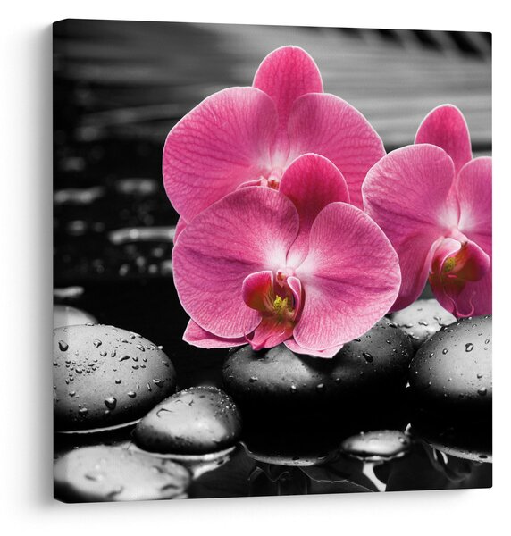 Obraz - Růžové orchideje (30x30 cm)