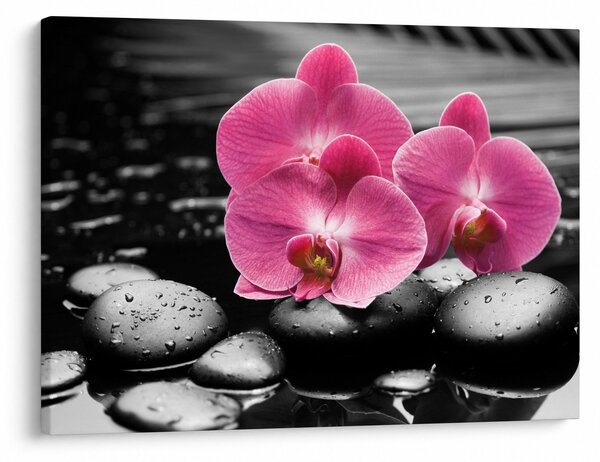 Obraz - Růžové orchideje (70x50 cm)